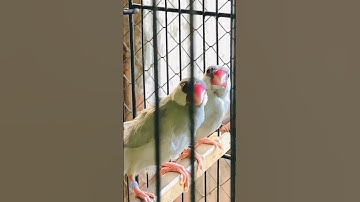 New Java Bird 🕊🦜 #subscribe #video #java #javabirds #shorts #shortfeed #viralshort #viral #birds