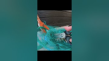 Rattlesnake Cut From Bird Netting