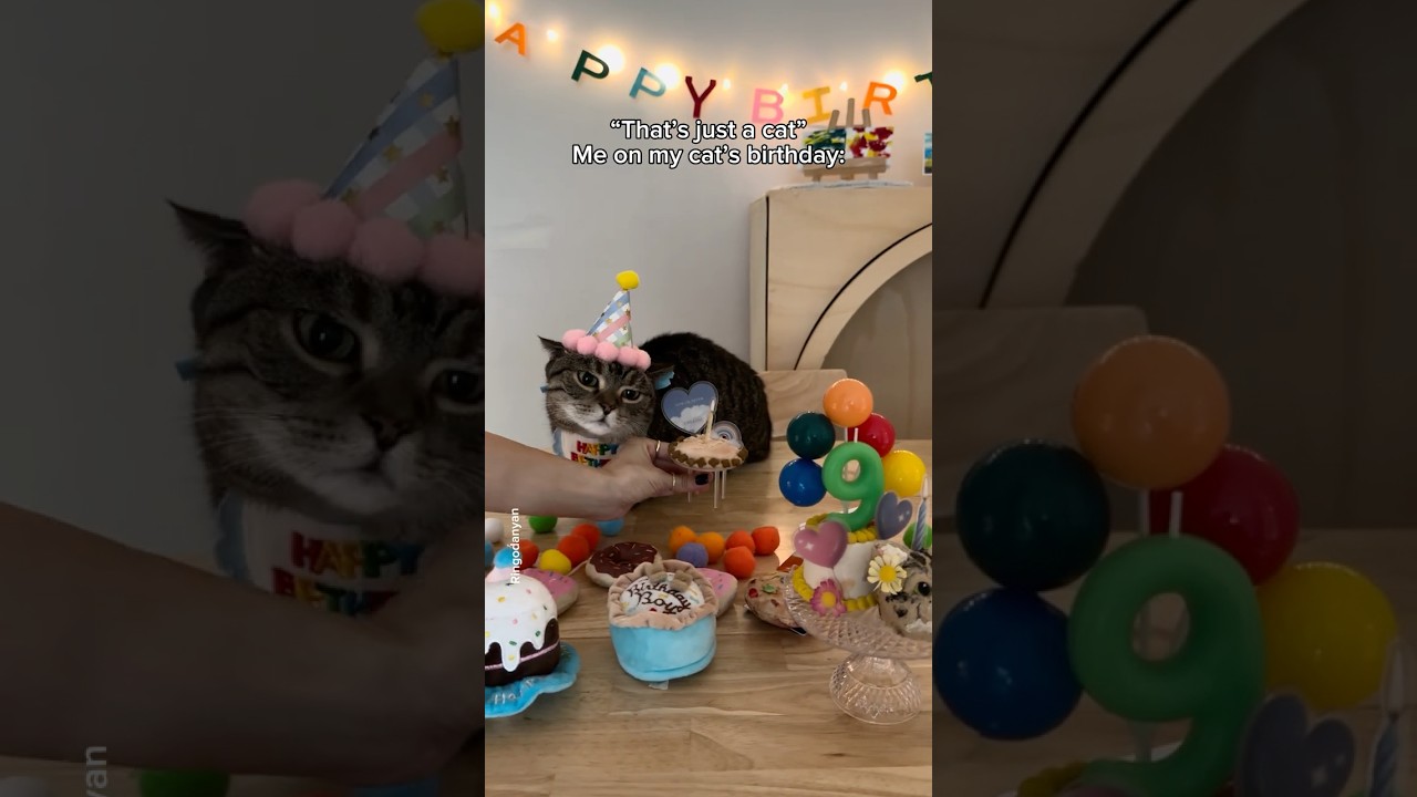 Celebrating my cat's birthday🎂😻 