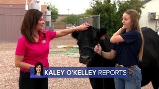 Queen Creek FFA chapters shows animals, competes at Arizona State Fair
