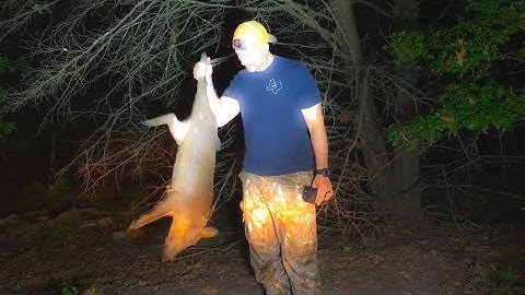 Pulsar Quantum Lite XQ23V | Full Review