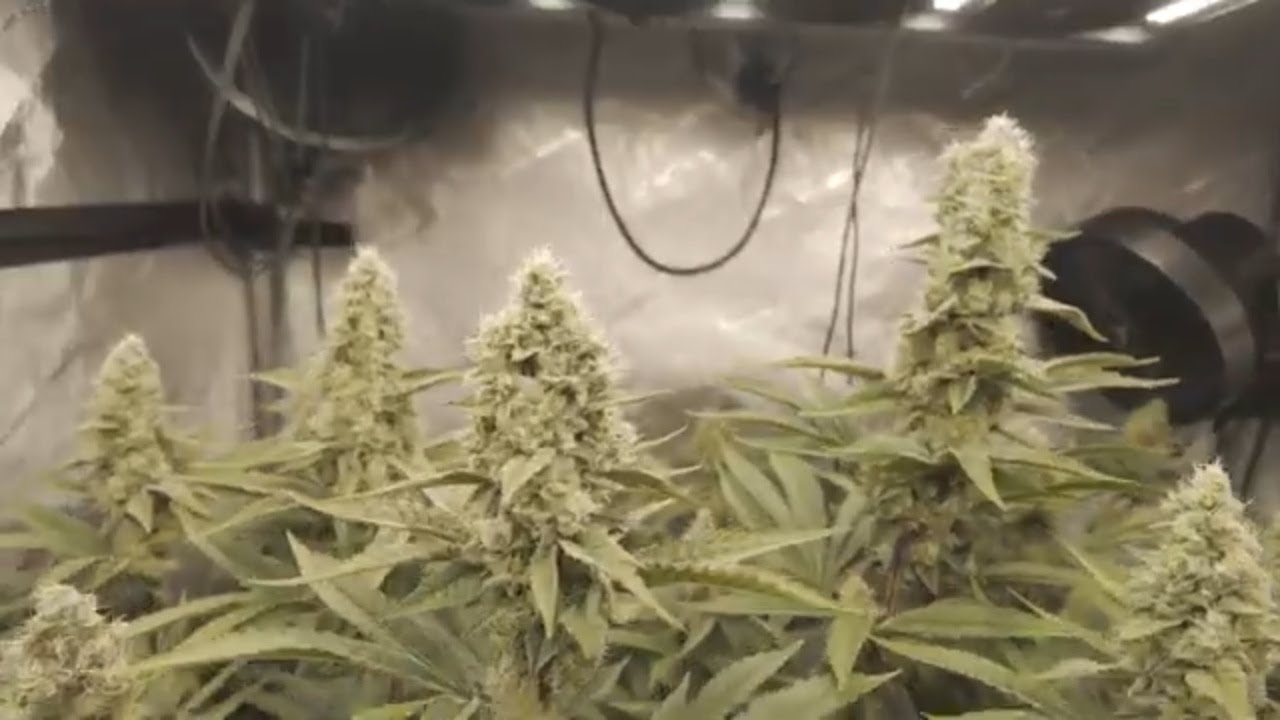 Living Soil StrawNanna Melt Grow Update | Frosty Buds, Tight Nodes, & Final Stretch