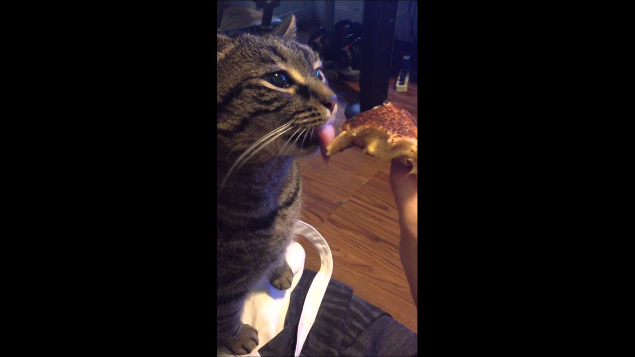 Tabby Cat Eating Grilled Cheese Sandwich YouTube