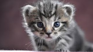Cute Kittens Funny Videos and Eating Funny Videos and Playing With Ball Funny Videos Cats Comrade by Cats Comrade 13 views 4 years ago 10 minutes, 17 seconds