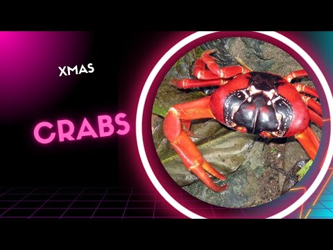 Christmas crabs 🦀 