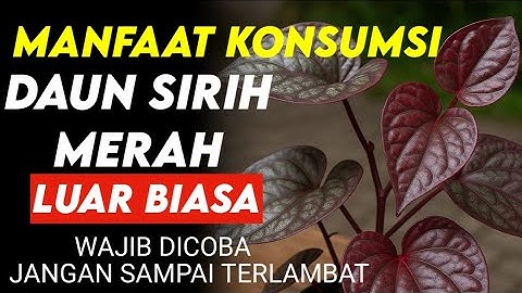 CUMA 1 BAHAN ! 7 Manfaat Daun Sirih Merah Untuk Kesehatan Lansia