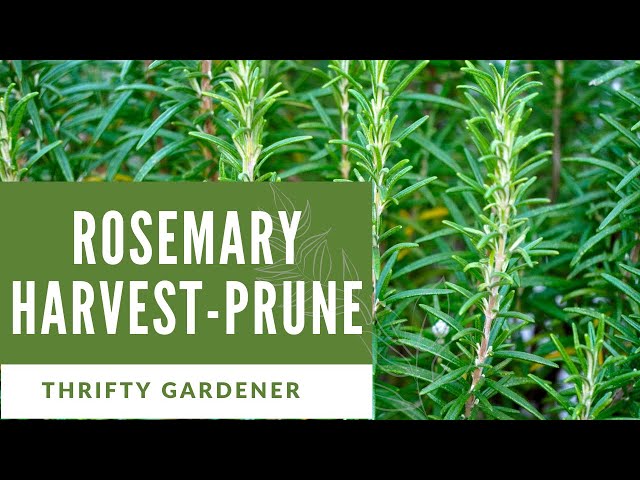 How To Harvest Rosemary The Right Way - Epic Gardening