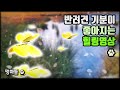 #멍마들  반려견 기분이 좋아지는 힐링영상, 강아지가 보는 유튜브 - Puppy-viewed YouTube