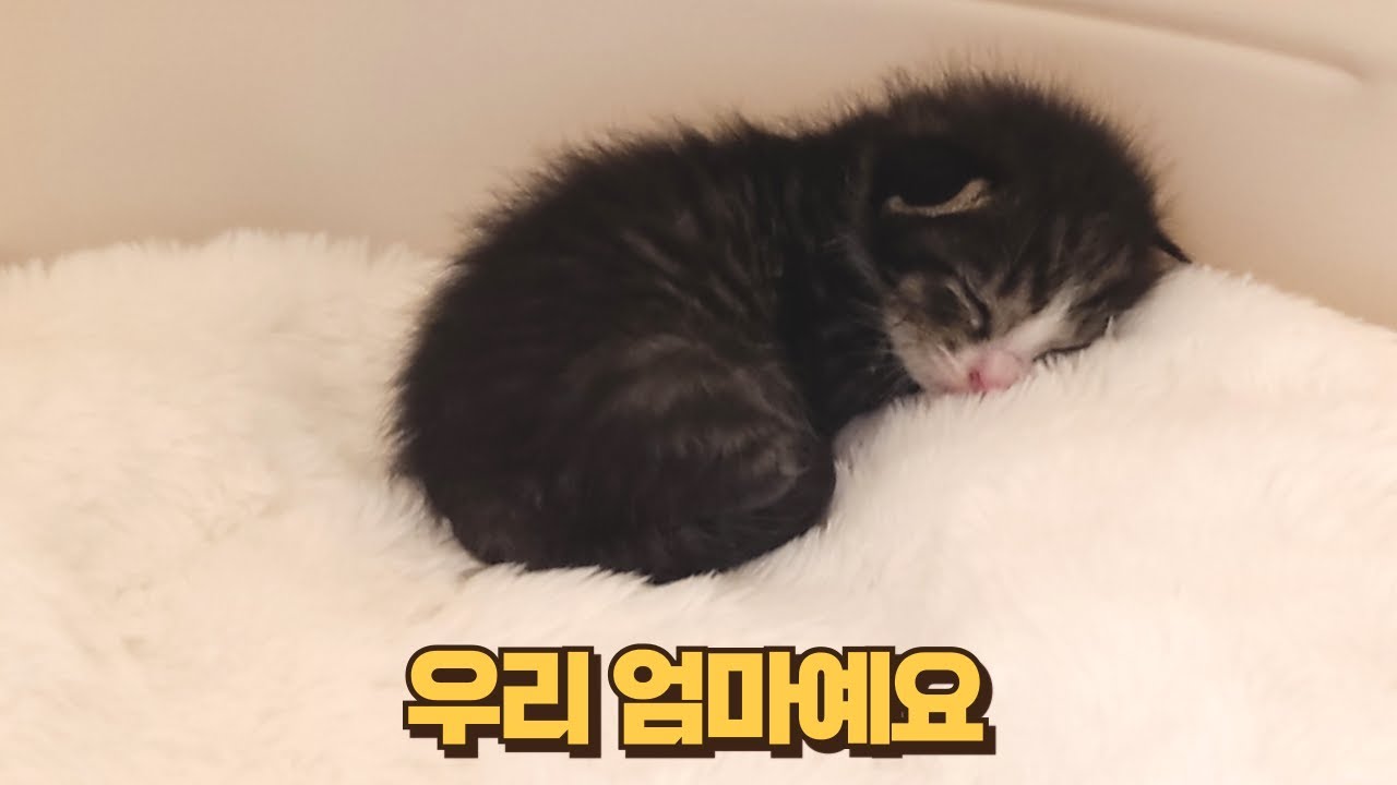 어미 잃은 새끼고양이를 방석에서 키웠더니... 눈물나는 보름이의 애착방석 이야기
