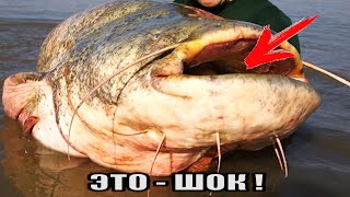 Рыбалка🎣 - ШОК! ЧТО В ЖЕЛУДКЕ У СОМА? Сом с сюрпризом внутри🙆‍♂️ Сом с секретом внутри🙆‍♂️ Catfish🐟