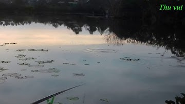 Câu Cá Diếc Hồ Tự Nhiên - Xem Cá Diếc Ăn Cực Kỳ Kích Thích