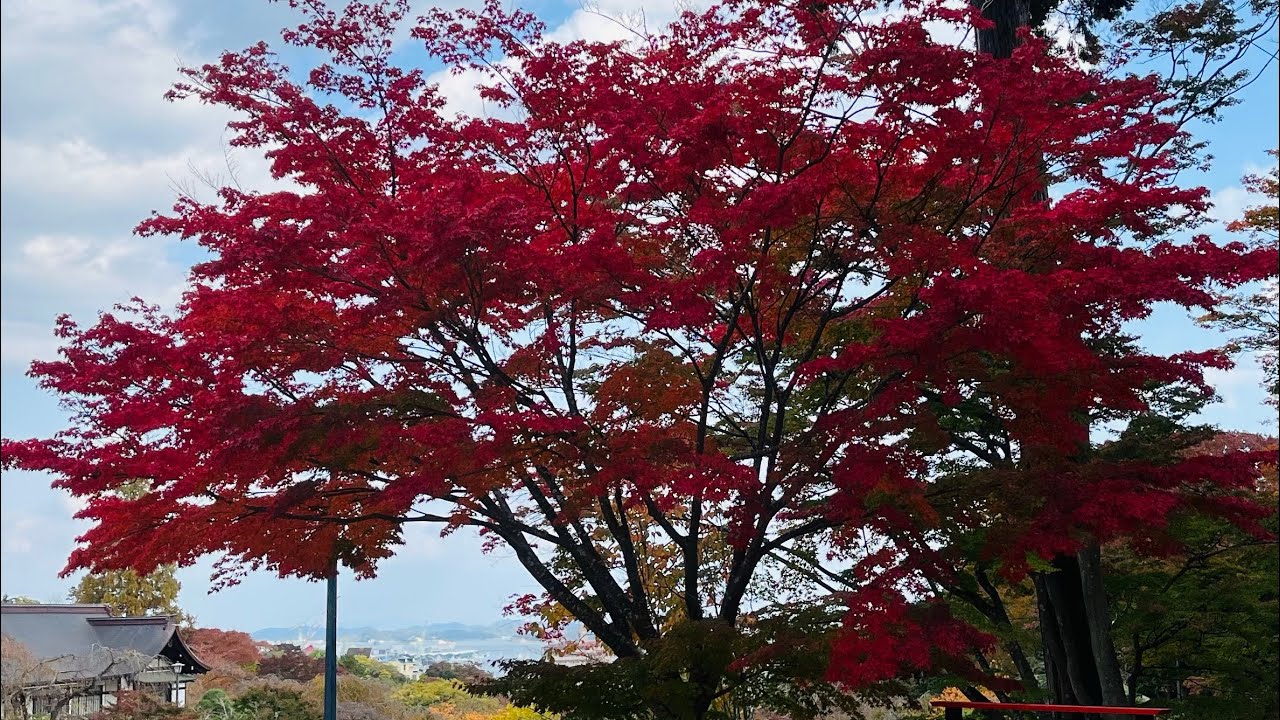紅葉の🍁塩竈神社・志波彦神社スライドショー　2025年11月7日
