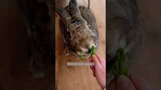 Funny Pet Video | "I am your bunny" | Funny Rabbit | Funny Bunny screenshot 3