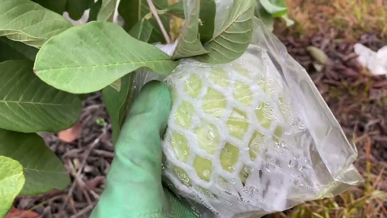 Jumiatiumi taiwan. Masih berlanjut panen  14-11-2022 🍐🍐🌲 Salam bertani