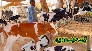 Imported Australian Cow Baby Price In Cow Mandi Punjab