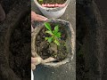 Simple Soil Care That Makes Plants Grow Faster Naturally#shortsfeed #smartfarming