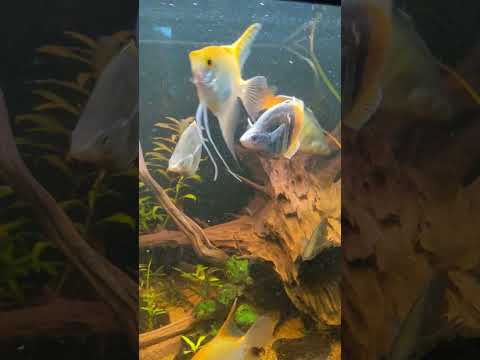 Thursday vibes in the fish house #fishkeepinghobby #fish #aquarium #fishtank #fishkeeping