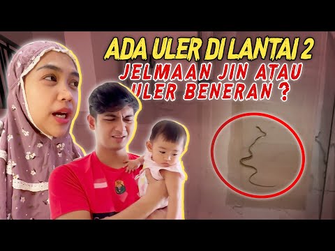 ADA ULER MASUK KE LANTAI 2 !! Bertanda Apa ??