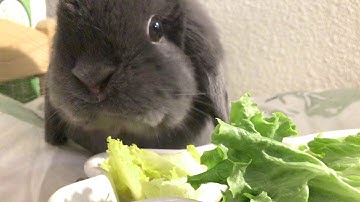 Strangely Calming ASMR of Bunny Chewing his Salad