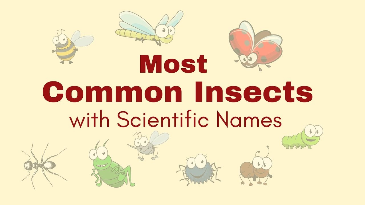 Most Common Insects Names (with Scientific Names) | Best Video for Kids