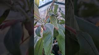 Bolivian Fuchsia Tree From Cutting – First Flowers & Winter Care