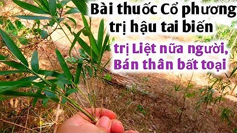 Bài thuốc cổ phương trị hậu tai biến, liệt nữa người, bán thân bất toại. PHAN HẢI Channel