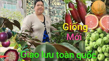 3/11 Giao lưu cây ăn trái .giống mới lạ nhiều loại độc lạ xiêu trái giá rẻ #lh0398186607# bao sip ..