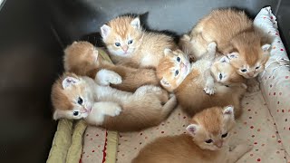 https://kittensale.org #kittensale8 #kitten #kittensofinstagram #kittens #kitty #kittycat #catslover