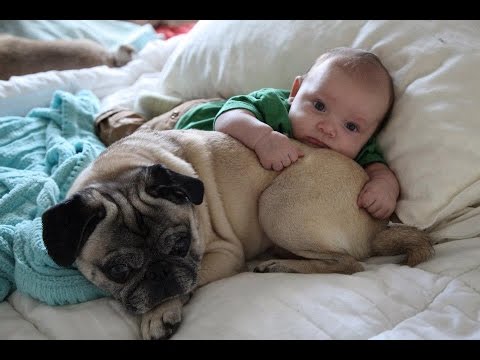 Cute Pugs And Babies Playing And 