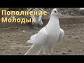 Новая партия молодых голубей!