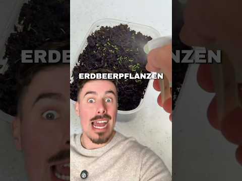 ERDBEEREN SELBER MACHEN? #erdbeeren #diy #fy