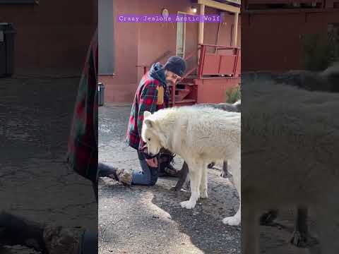 Crazy Jealous Arctic