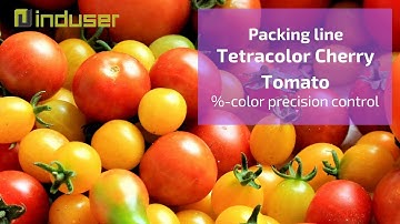 Multicolor cherry tomato packing line with automatic punnet closing