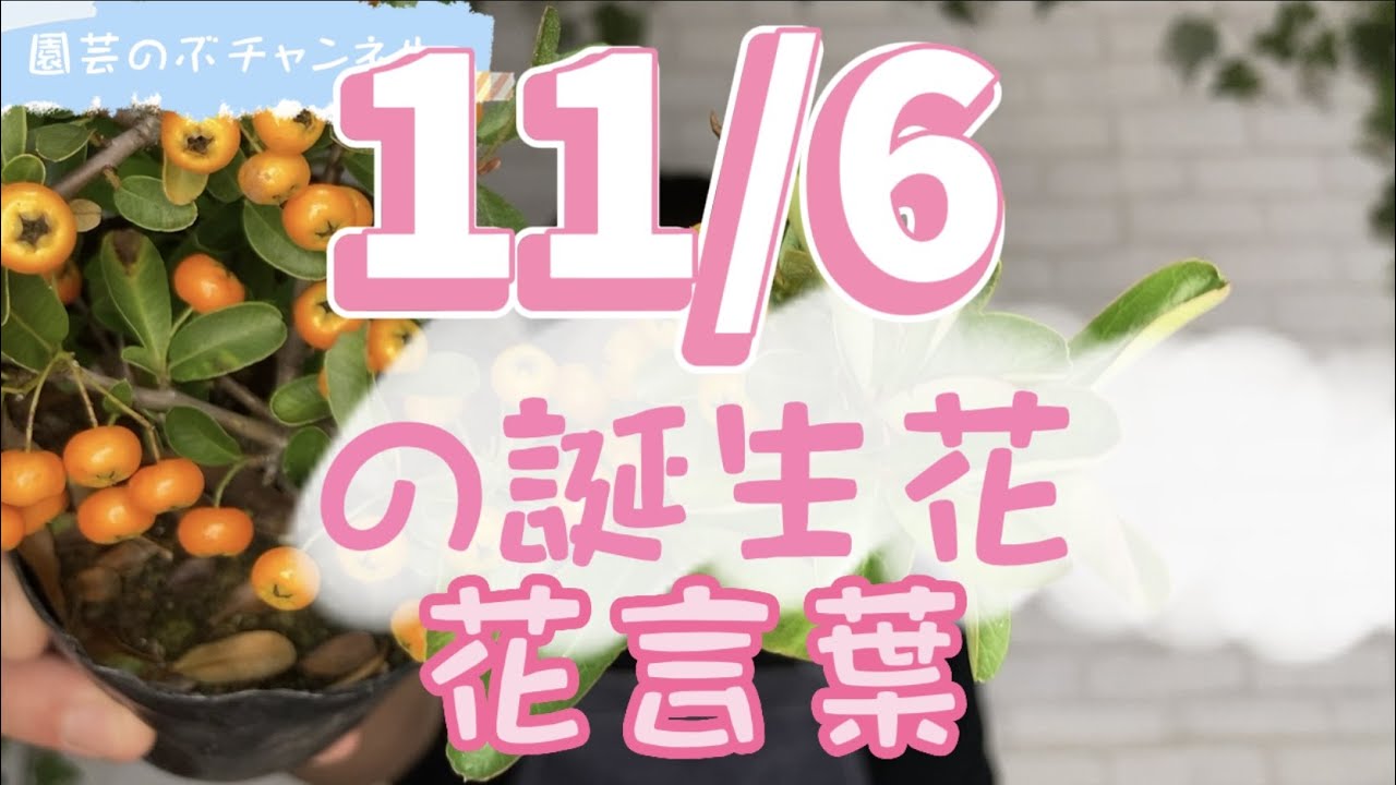 11/6の誕生花と花言葉【園芸のぶチャンネル】【11月】【6日