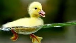 Bebek bebekku - lagu anak happy kids