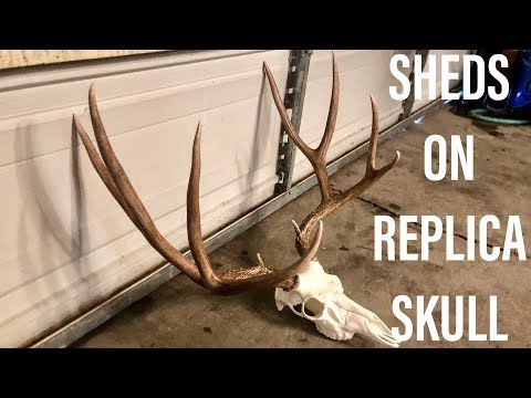 HOE MOUNT SHEDS replica SKULL