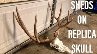 HOW TO MOUNT SHEDS TO REPLICA SKULL