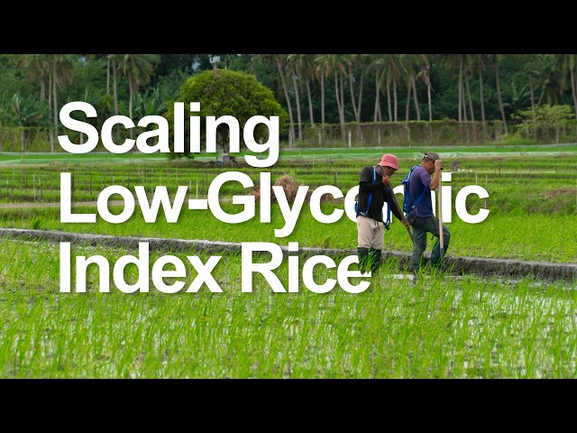 Thumbnail for Nourishing Futures: Scaling Low GI Rice in the Philippines
