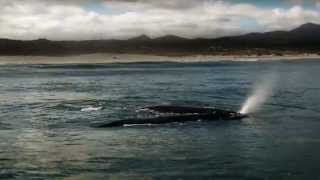 National Geographic Unique Lodges | Grootbos: Explore Your New Home