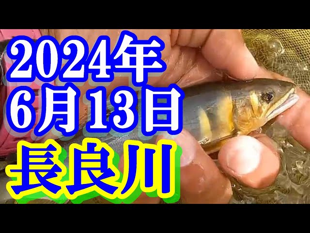 5本継 郡上竿 約6.65m/作者不明/渓流 アユ掛け 鮎 あゆ 釣り 長良川 鮎（アユ）友釣りオススメ河川ガイド2024：長良川・郡上【岐阜