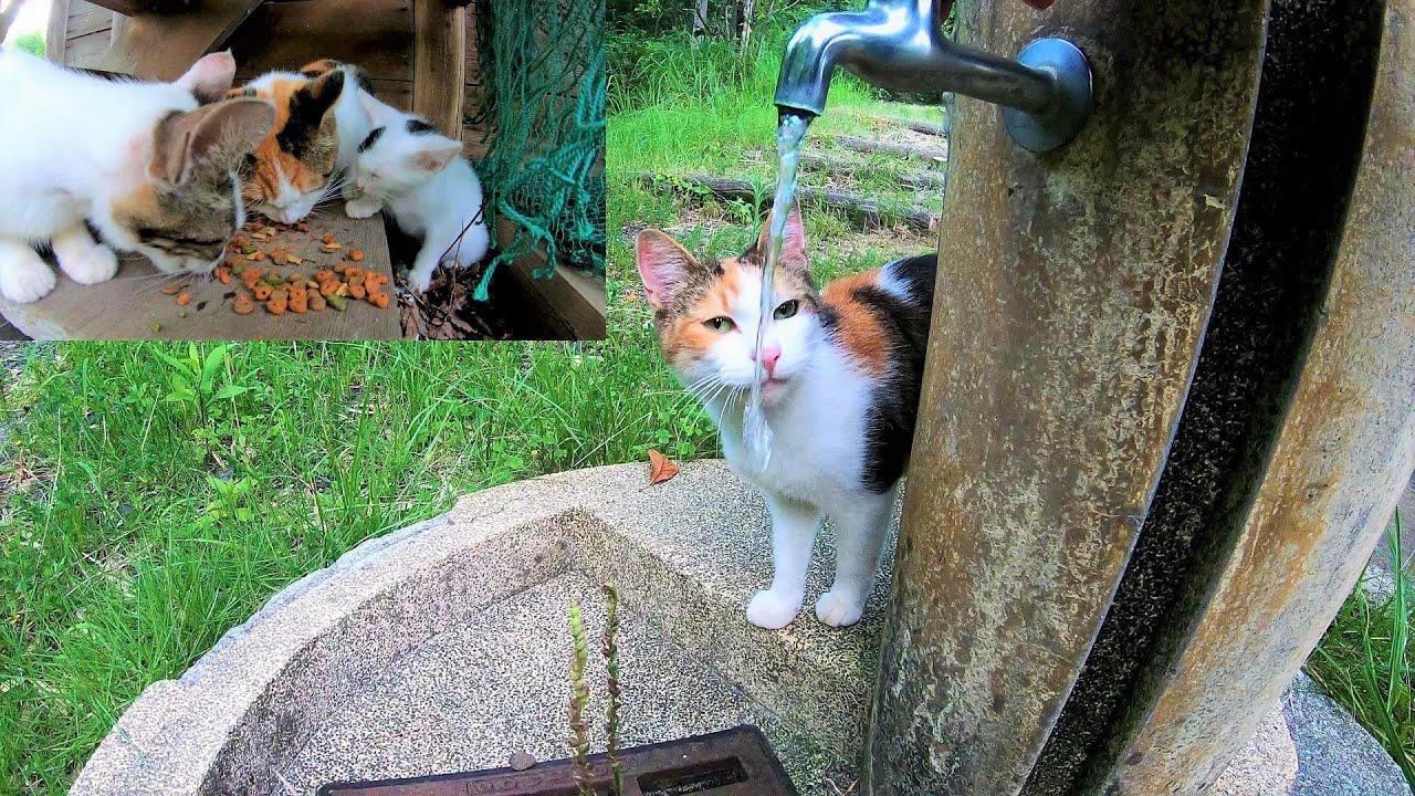 飲まず食わずだった三毛母猫が一心不乱に食べた一時 Youtube