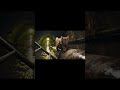 An ai cat fighting its way #aicat #aishorts #aivideo #veo3 #vo3ai