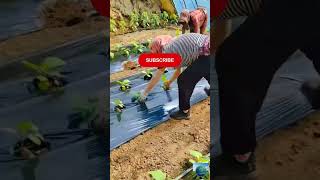 This Simple Farming Trick Will Save You Hours! 💡 Efficient Vegetable Gardening #agritech #viral