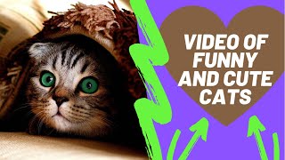 🐈Cute fanny cats🐈‍⬛ -/- funny cats videos,funny videos of cats and animals❤️ 2021 by Cute funny Cats 2 views 2 years ago 4 minutes, 24 seconds