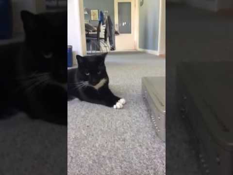 Video: Sådan Fanges Og Hvad Man Skal Gøre Med Vildfarne (vildtlevende) Katte