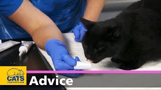 How to clean your cat’s teeth | Feline dental care