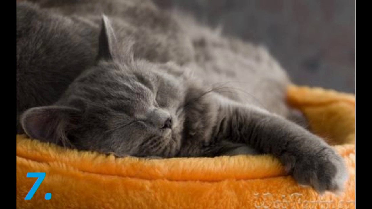 Видео спящего кота. Спящий кот. Спящие котята. Спящий серый кот.