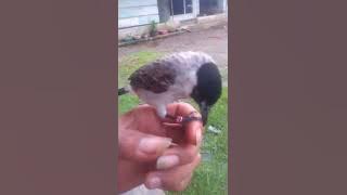 ngajarin kutilang liar biar dinak dan bisa di lepas