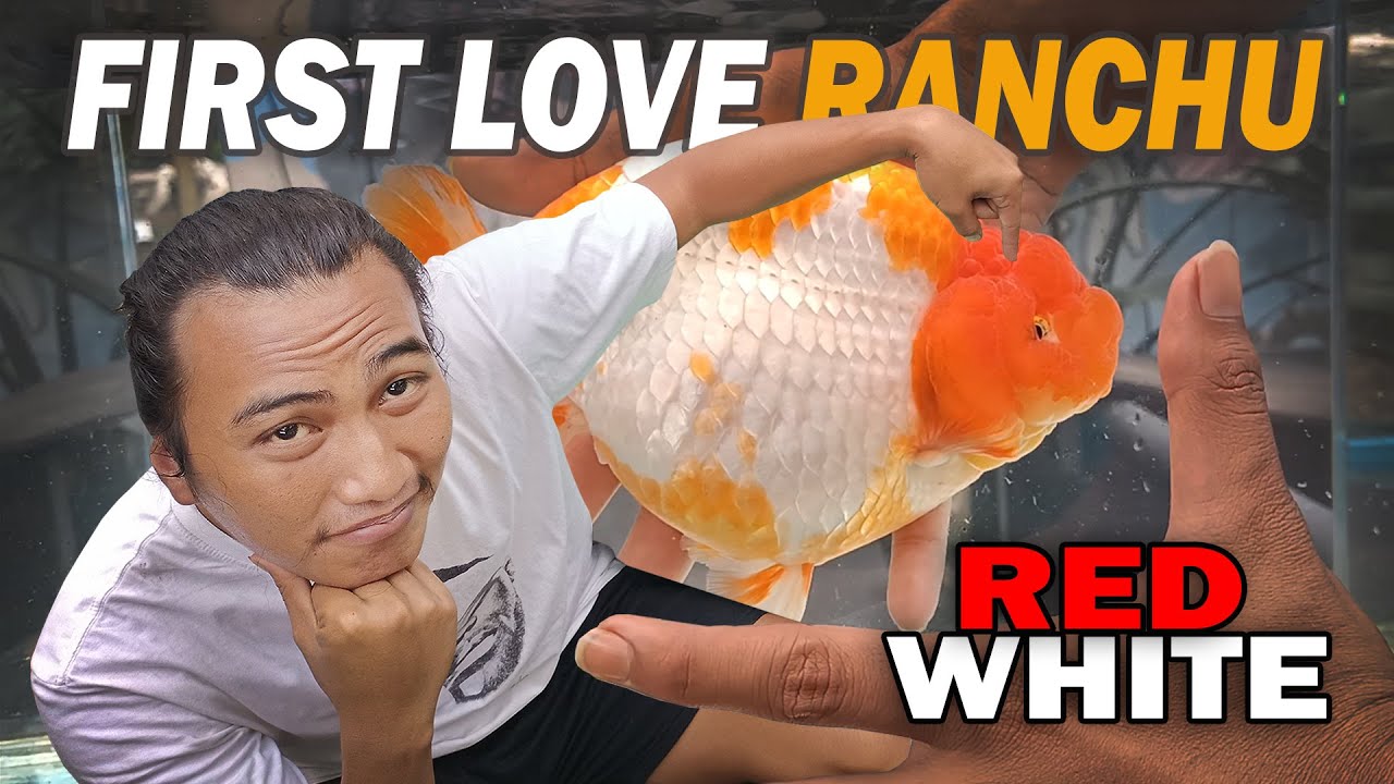 JATUH CINTA PERTAMA PADA MAS KOKI RANCHU RED WHITE | MINA SEROJA GOLDFISH FARM