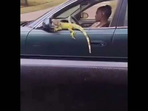 LIZARD LADY 